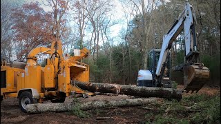 Bobcat e50 excavator and bandit 19xp making life a lot easier taking down a pine tree 🌲 🤙🏻 [upl. by Lise]