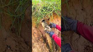 Clearing Blocked Drains cloggeddrain shorts shortvideo video satisfying [upl. by Brade]