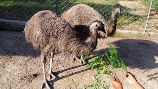 EMU Bird Farming Emu farming [upl. by Mohandas]