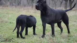 Presa canario female Negra [upl. by Zetnod889]