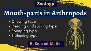 Arthropoda  Mouth parts  B Sc and M Sc  Zoology [upl. by Orland]