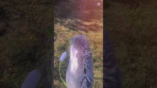 Taaa Spacerek no fajny spacerek z galopem na żelki hah😅 music horse hh equestrian edit [upl. by Colet]