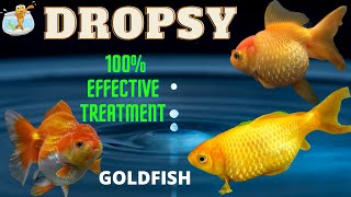 Dropsy in Goldfish How to treat dropsy in goldfishFish Dropsy Treatment dropsytreatment dropsy [upl. by Villiers198]