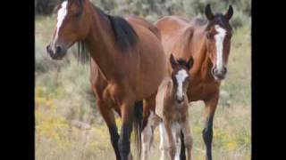 Native spirit Horses [upl. by Biddy]