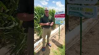 Herbicide Flexibility with Pioneer® brand PowerCore® Enlist corn [upl. by Jaqitsch]