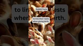 Fascinating Rabbit Facts You Need to Know 🐰 44 [upl. by Aisereht]