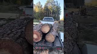 another load of pine logs yellow woodsouthern yellow pine [upl. by Rosecan]