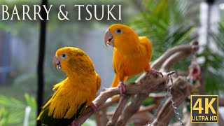 The Golden Conures  Barry amp Tsuki  Parrots Talking and Playing and listening to music [upl. by Samoht]