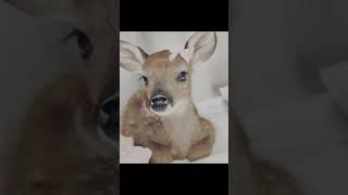 I love fawns cuteanimal coquette deer animals favourite cute fypシ゚viral shorts [upl. by Dinsdale]