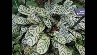 Calathea makoyana [upl. by Asihtal]