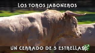 Toros jaboneros de Prieto de la Cal en un cerrado de lujo  Toros desde Andalucía [upl. by Perpetua153]