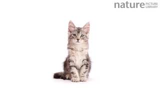 Timelapse of silver tabby Maine Coon cat growing from kitten to adult over a period of 10 months [upl. by Huang551]