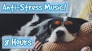 Have the Most Relaxed Dog Relaxing Music for Easily Stressed Dogs Nervous Dogs Help Dogs Sleep [upl. by Avie935]