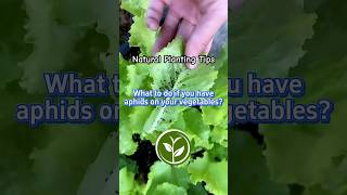 What to do if you have aphids on your vegetables shortvideo plants youtubeshorts farming [upl. by Aryas]