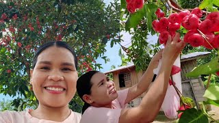 SUPER SATISFYING HARVEST OF JAVA APPLE Florame Boholana [upl. by Ahsilem]