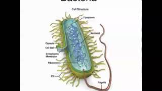 Ep30  Pathogens and Disease Unit 3 [upl. by Nnyre]