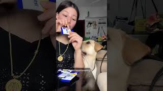 labrador labradorretriever dog dogs puppy dogoftheday doglover XiaomiandBigG155 [upl. by Eirak]