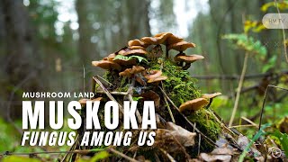 Mushroom land  Muskoka  Exploring The Massasauga Provincial park [upl. by Flori]