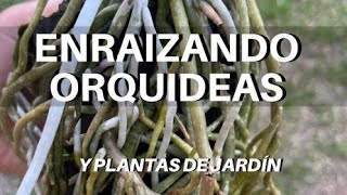 Uso de ENRAIZANTES en ORQUÍDEAS y Plantas de Jardín [upl. by Kraska827]