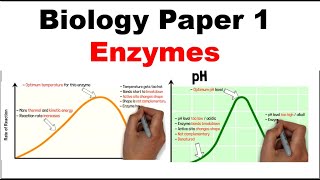 GCSE Biology Paper 1 ENZYMES [upl. by Apoor]