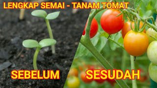 Cara Mudah Semai Tomat dan Menanamnya Hingga Berbuah [upl. by Lia]