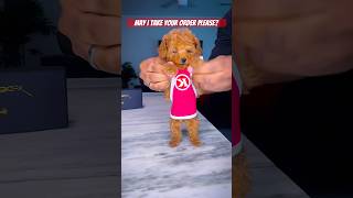 What’s your order poodle puppy toypoodle shorts [upl. by Aikaj347]