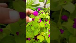 Gomphrena flower care nd tips gomphrena ytshorts gardening flowerplant [upl. by Cormac]