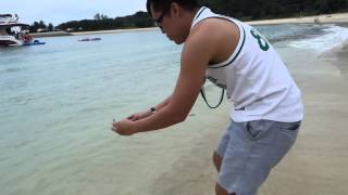 Releasing Stranded Box Jellyfish Planula Larva back into Sea in Lazarus Island [upl. by Ark]