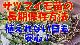 サツマイモ苗の保存方法 苗は買ったけど諸事情で植えれない！種屋さん苗屋さんに教えてもらった長期保存方法 [upl. by Noerb512]