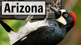 Arizona  LIVE Bird Feeder Camera [upl. by Angelis651]