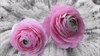 Ranuncula Sugar Flower Tutorial [upl. by Enirahtac]