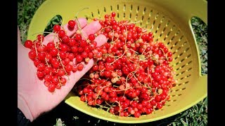 All About Growing Currants Harvest amp Growing Tips [upl. by Aihcrop277]