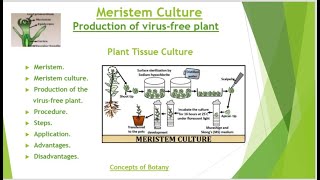 Meristem Culture Production of virusfree plant HindiUrduPlant tissue cultureConcepts of Botany [upl. by Naahsar78]