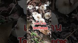 เก็บเห็ดโคน เห็ดปลวก Termitomyces [upl. by Ingles484]