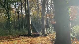 Autumn Days with BES  Castlewellan Forest Park [upl. by Pettiford]