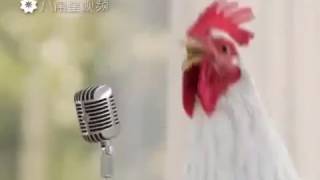 Da galinha cantando o como ela canta em 2017 [upl. by Hadik]