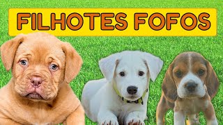 10 RAÇAS  FILHOTES DE CACHORROS FOFOS [upl. by Ater]