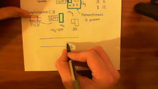 Effect of Endothelins on the Heart Part 2 [upl. by Quinta]