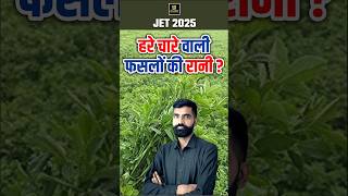 हरे चारे वाली फसलों की रानी 🧚‍♀️ foddercrop shorts utkarshagricultureclasses foddergrass [upl. by Ilrahs295]