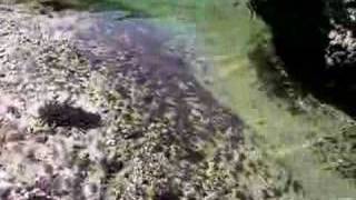 Tidal pool at otter crest oregon [upl. by Sallyann]