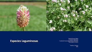 Especies leguminosas [upl. by Kauppi]