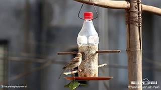 DIYBird Feeder How to make bird feeder from plastic bottle [upl. by Leuqcar]