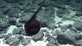 Gulper Eel Balloons Its Massive Jaws  Nautilus Live [upl. by Lawrence]