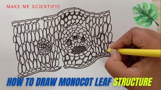 HOW TO DRAW MONOCOT LEAF INTERNAL STRUCTURE  LEAF STRUCTURE  BIOLOGY DIAGRAMS [upl. by Phenica]