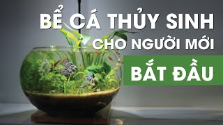 Bể cá thủy sinh cho người mới bắt đầu [upl. by Asilrak]