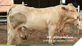 Especies de ganado  Charolais [upl. by Nnaeiram]