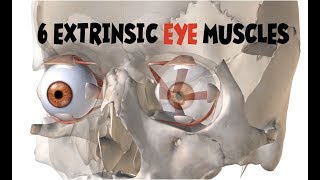 Extrinsic Eye Muscles Extraocular Muscles [upl. by Emanuela]