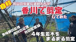 ♯541【桃の剪定】自称剪定伝道師たちが香川で剪定してみた【初心者必見】 [upl. by Aneeres]