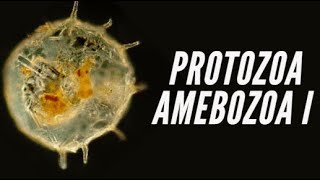 Protozoa IV  Amebozoa Taxonomia Amebas e Foraminíferos [upl. by Misha]