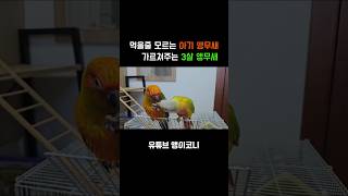 먹는법을 가르쳐주는 앵무새 코뉴어 parrot 썬코뉴어 앵무새 앵무새키우기 birds birdslover 반려동물 동물 웃긴영상 [upl. by Nicole296]